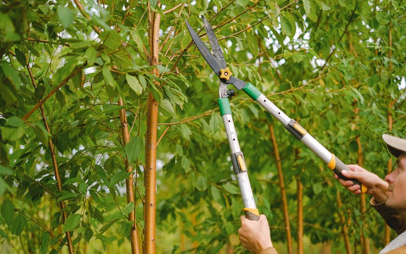 Tree trimming in Heltonville, IN